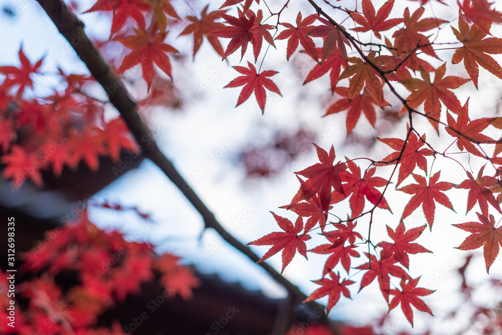 カエデの紅葉のある風景