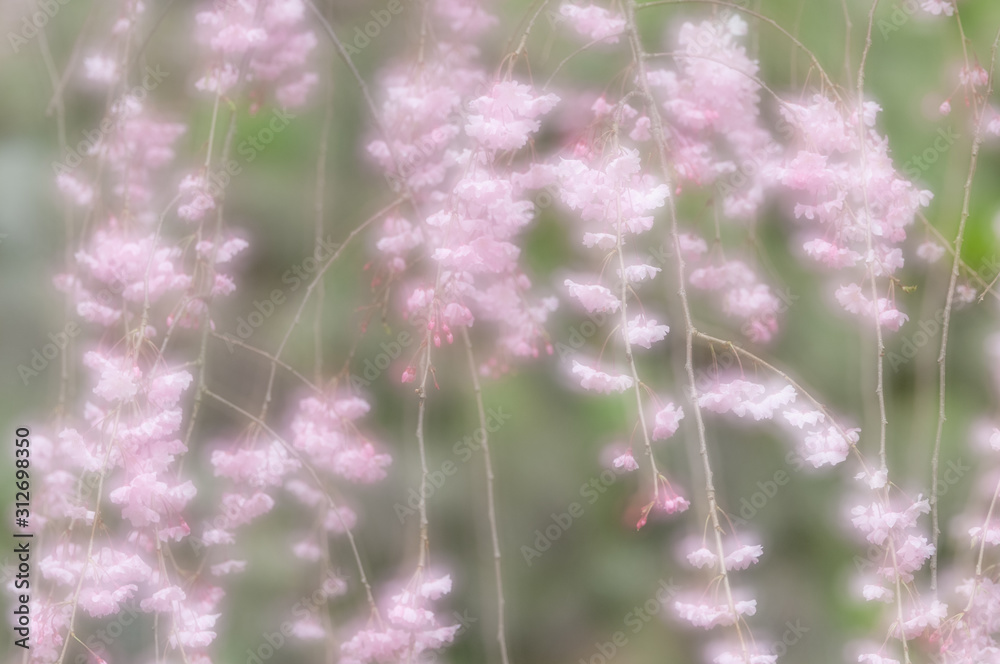優しいしだれ桜の花 優しいしだれ桜の花