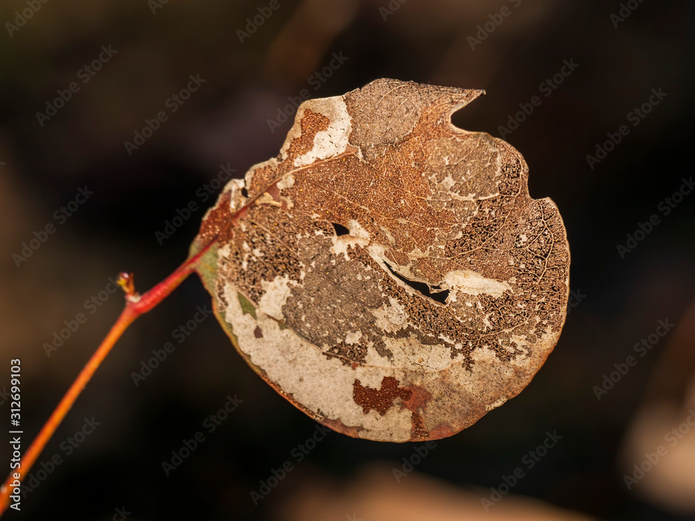 Obraz premium Dead leaf with decay showing its internal vein structure