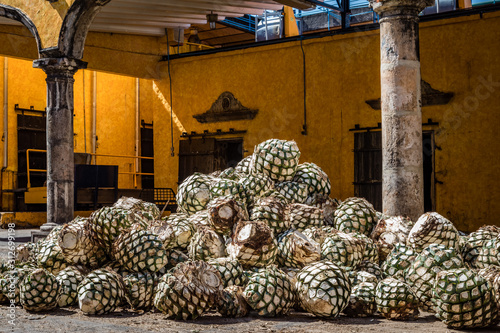 Blue agave pineapples lay in a pile in front of a large oven door
