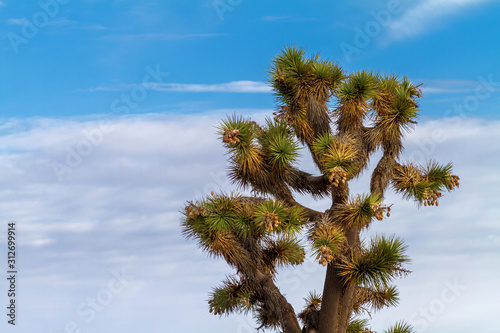 Johusa Tree top branches with light blue sky and clouds photo