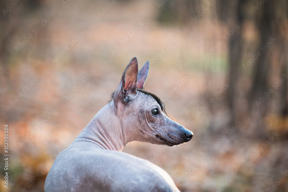 Xolo dog (Xoloitzcuintle, Mexican hairless), portrait with a spread