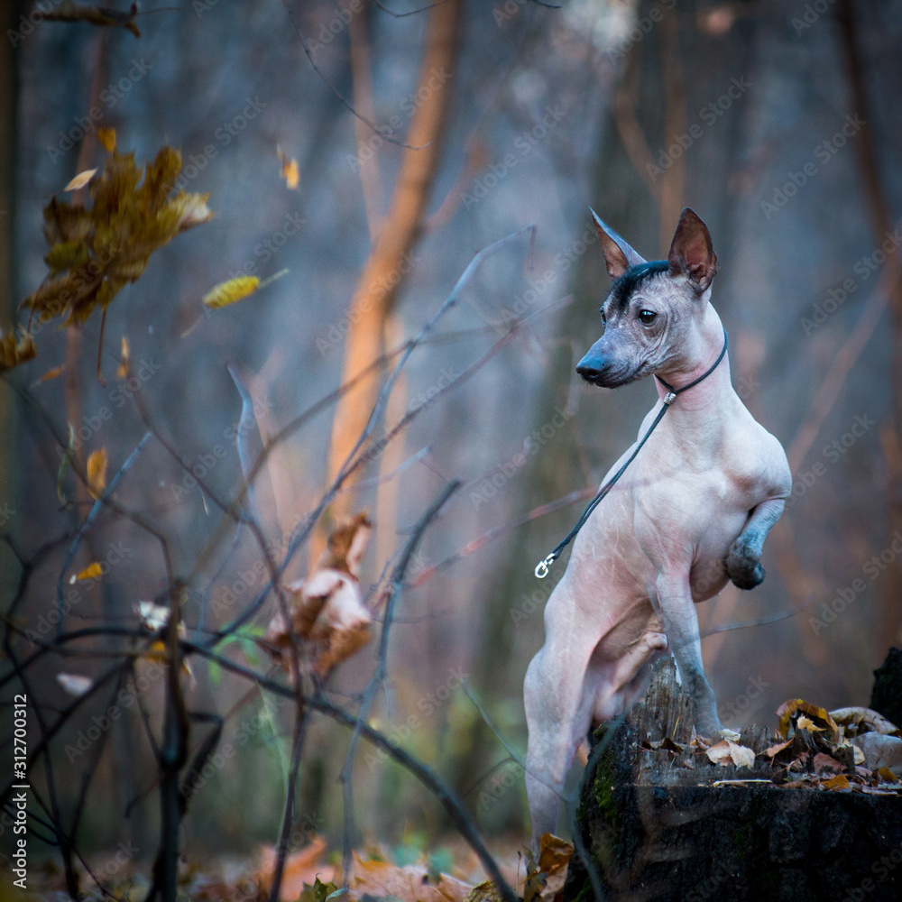 Photography Xolo dog breed (Xoloitzcuintle, Mexican hairless), in a forest on a stump
