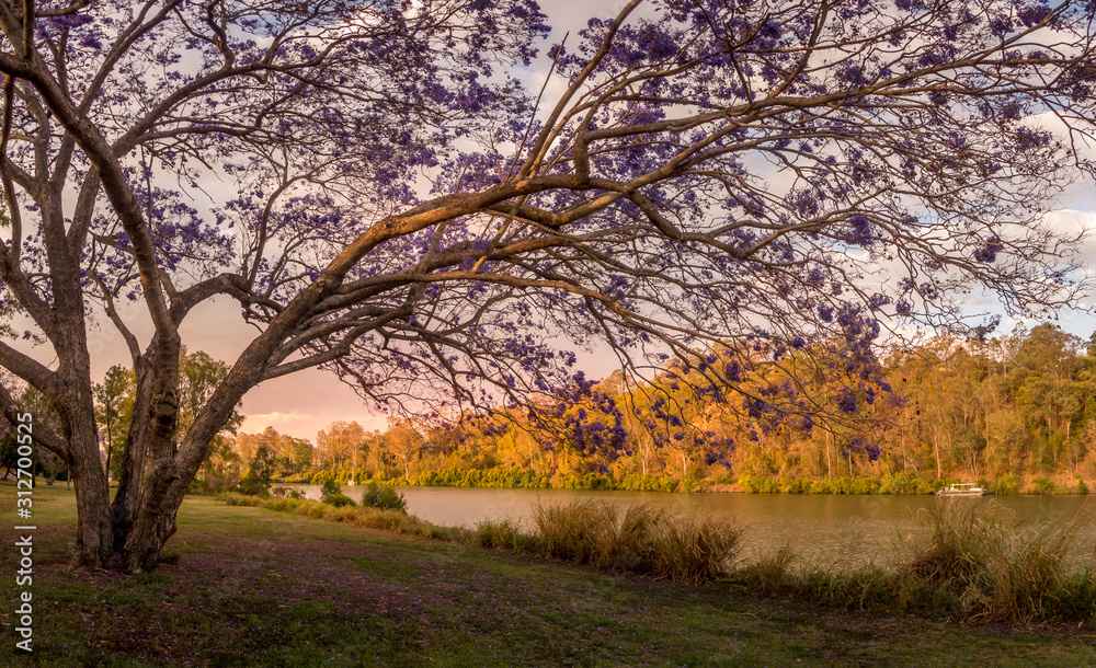 Obraz premium Panoramic Jacaranda Riverside Scene