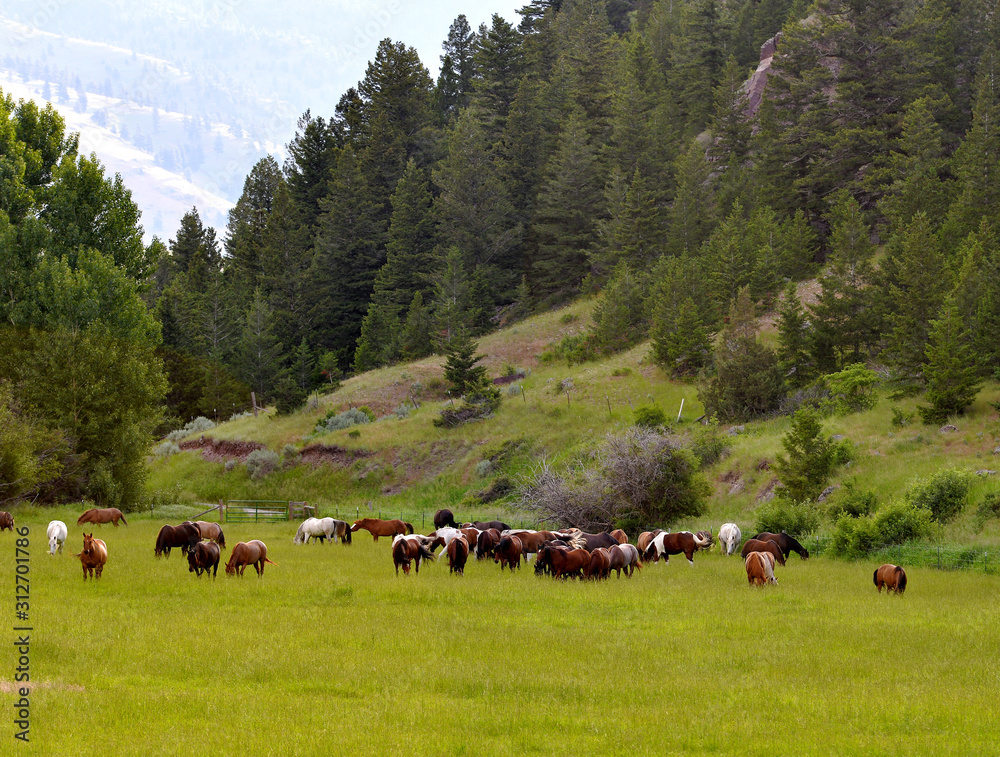 Horse herd enjoys a mountain pasture.