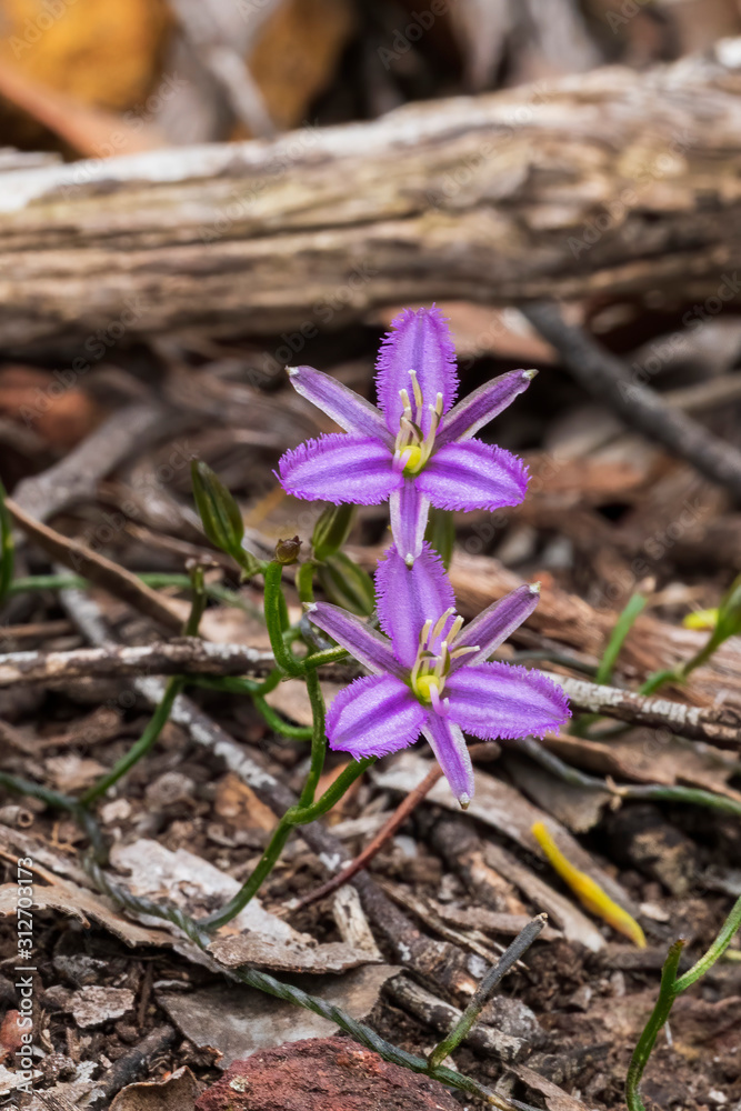 The Twining Fringe Lily (Thysanotus patersonii) is a climbing or prostrate plant with a thin twining green stem and has purple flowers with fringed feather-like petals. The Twining Fringe Lily (Thysanotus patersonii) is a climbing or prostrate plant with a thin twining green stem and has purple flowers with fringed feather-like petals.