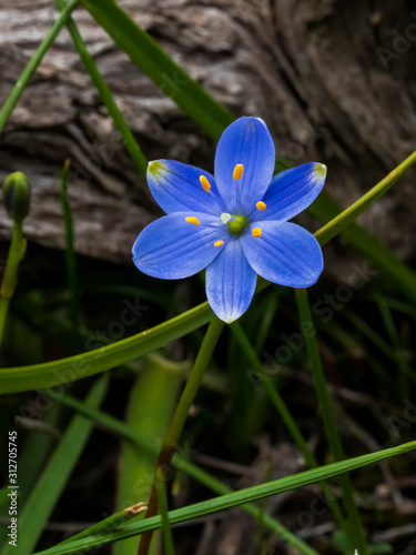 A small tuberous perennial herbaceous plant endemic to southern Australia commonly known as Blue Stars, Blue Squill or Mudrurt. Scientifc name is Chamaescilla corymbosa.