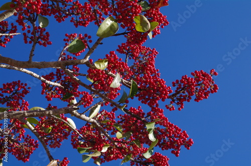 red beeries and blue sky photo