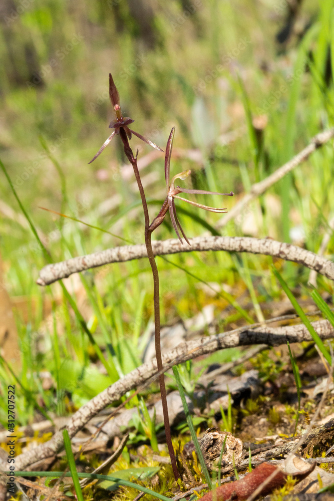 The Common Gnat-orchid (Cyrtostylis reniformis) is a species of orchid endemic to eastern Australia. It usually has a single kidney-shaped leaf and a flowering spike with up to eight reddish flowers. The Common Gnat-orchid (Cyrtostylis reniformis) is a species of orchid endemic to eastern Australia. It usually has a single kidney-shaped leaf and a flowering spike with up to eight reddish flowers.