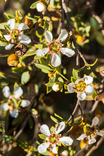 The Green Tea-tree (Leptospermum coriaceum) is a dense shrub growing 1 to 2 metre tall. The leaves are elliptical and about 1 cm to 2 cm long with a pointed tip. photo