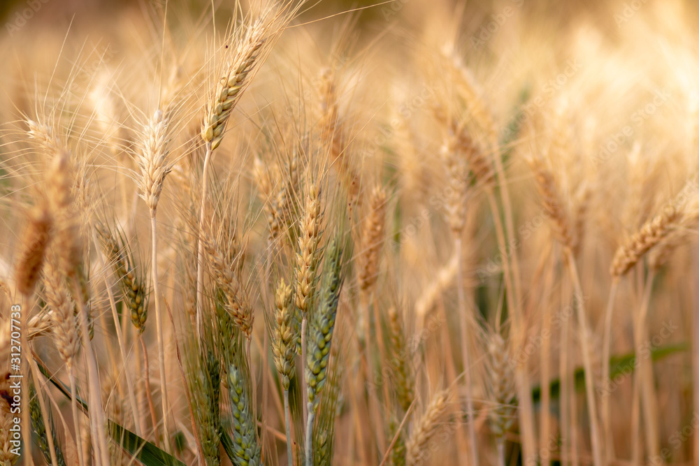 Wheat crop field. Ears of golden wheat close up. Ripening ears of wheat field background. Rich harvest Concept. Wheat crop field. Ears of golden wheat close up. Ripening ears of wheat field background. Rich harvest Concept.