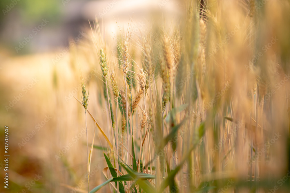 Fototapeta premium Wheat crop field. Ears of golden wheat close up. Ripening ears of wheat field background. Rich harvest Concept.