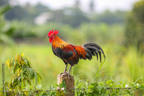 Canvas Beautiful male Thai native rooster or cock on cement fence pole with green natur