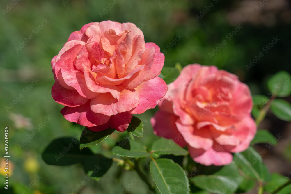 Beautiful pink Garden Roses with bokeh