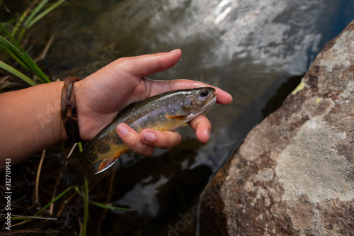 Fototapeta Naklejka Na Ścianę i Meble -  colorful brook trout 