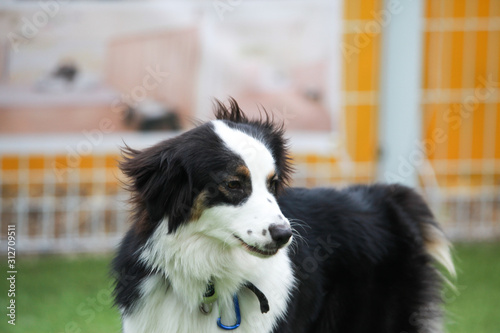 Fotografia Happy puppies in a private playground
