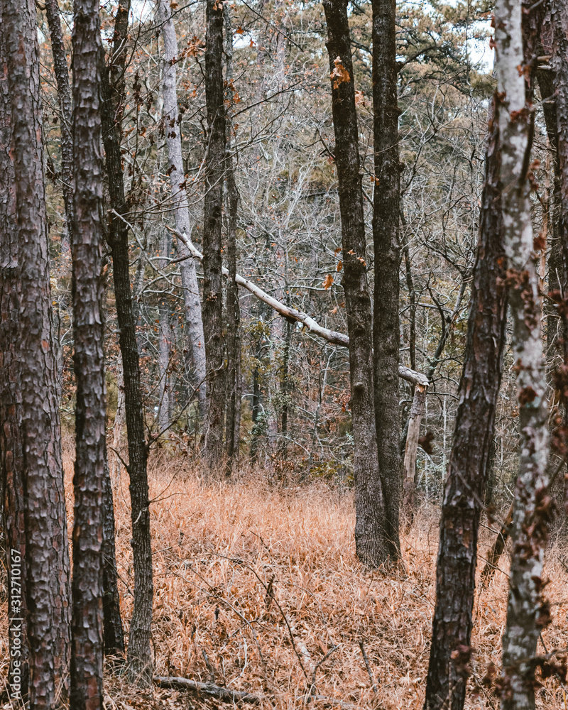 Naklejka premium Forest