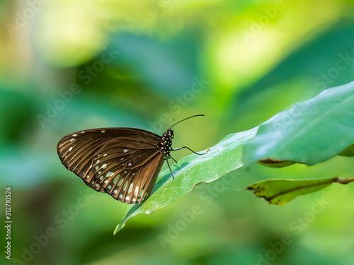Common Crow Butterfly  Euploea core  is a large black butterfly with white spots on the fore wings and a band of elongated spots on the hind wings. The outer wing margins have small white spots.
