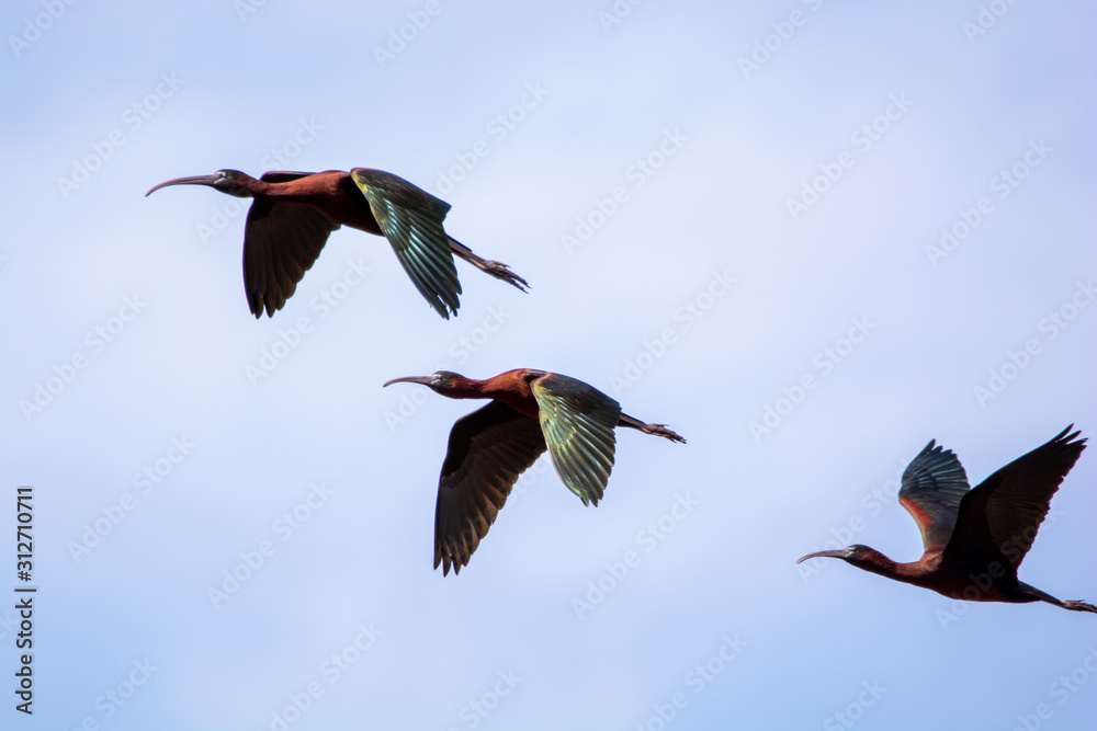 Obraz premium Three Glossy Ibises in Flight