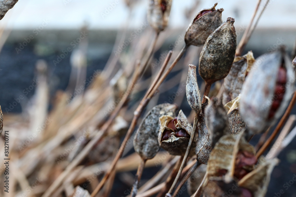 Fototapeta premium Brown Autumn Textured Plant