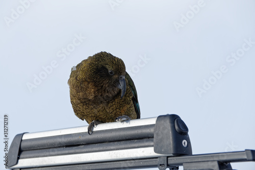 A cheeky kea, a New Zealand alpine parrot, looks down at the photographer photo