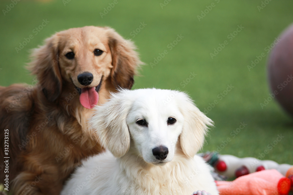Happy puppies in a private playground Happy puppies in a private playground