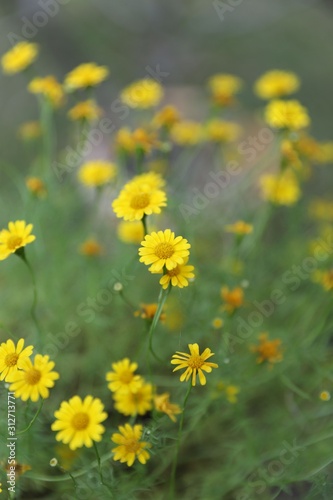 yellow, nature, flowers, field, summer, spring, green, grass, flora, garden, plant, blossom, blooming, beauty, floral, bright, bloom, beautiful, color, outdoors, natural