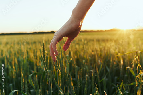 woman hands in field of wheat © SHOTPRIME STUDIO