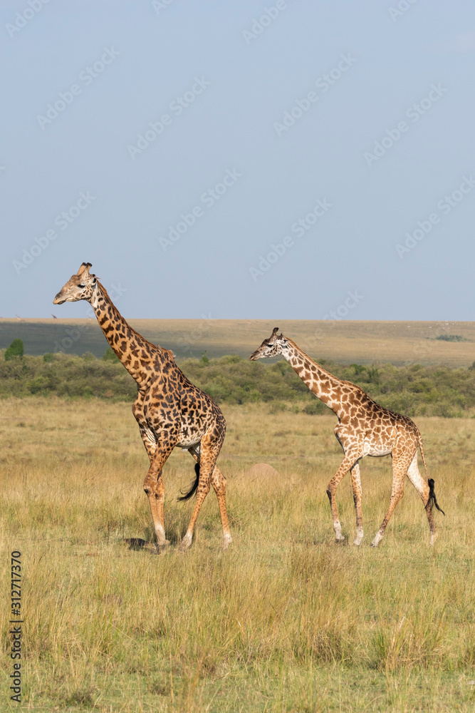 Obraz premium A herd of Giraffes walking in the plains of Africa during a wildlife safari inside Masai Mara National Reserve