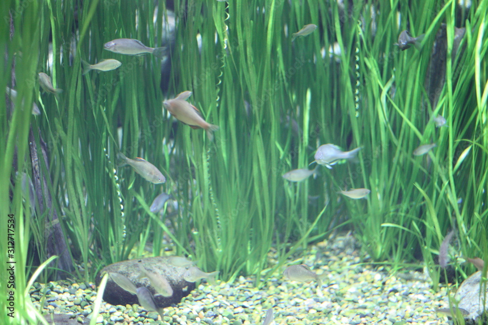 Naklejka premium 水槽の魚