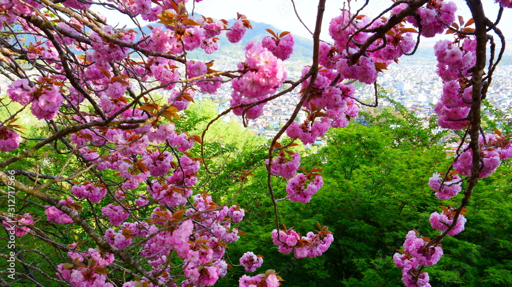 Blooming cherry, pink flowers Japanese Sakura, in the background a green maple and city top view