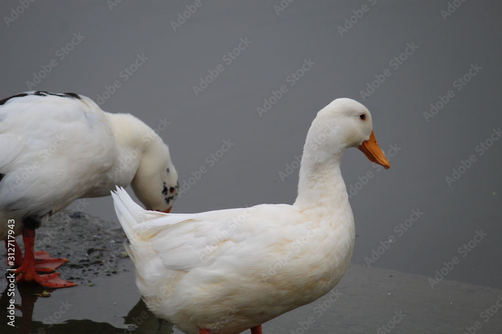 ducks in a row