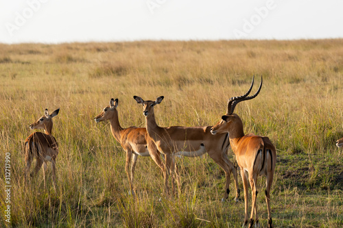 An impala herd grazing in the plains of Africa inside Masai Mara National Reserve during a wildlife safari