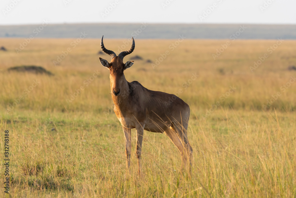 A coke's hartebeest grazing in the grasslands of Masai Mara National Reserve during a wildlife safari A coke's hartebeest grazing in the grasslands of Masai Mara National Reserve during a wildlife safari