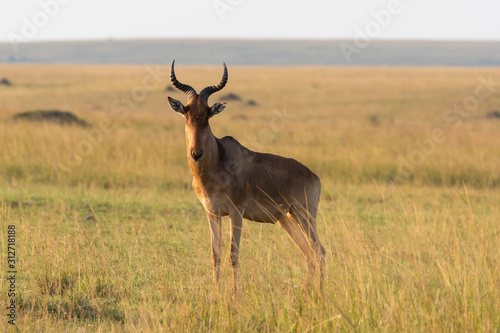 A coke s hartebeest grazing in the grasslands of Masai Mara National Reserve during a wildlife safari