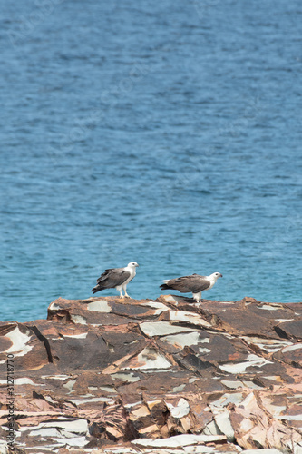 Two hawks hanging on the rock on sea background.