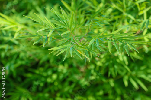 Green natural bamboo leaf background