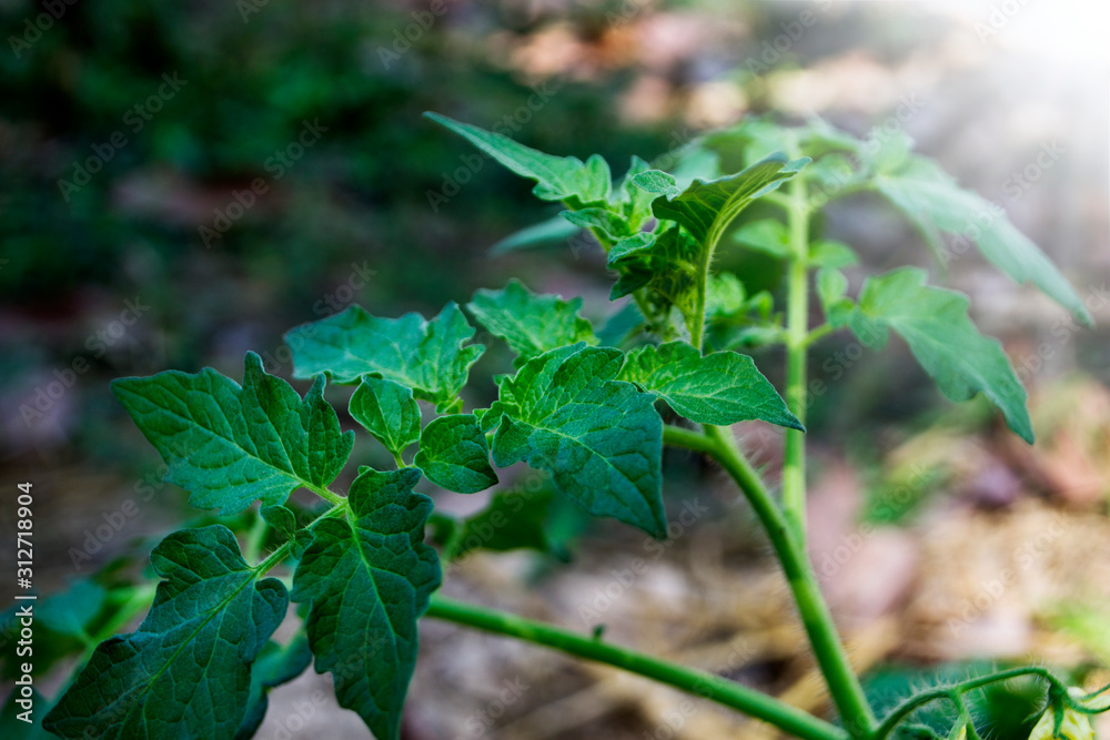 Tomato seedlings in the fields are growing beautifully. Tomato seedlings in the fields are growing beautifully.
