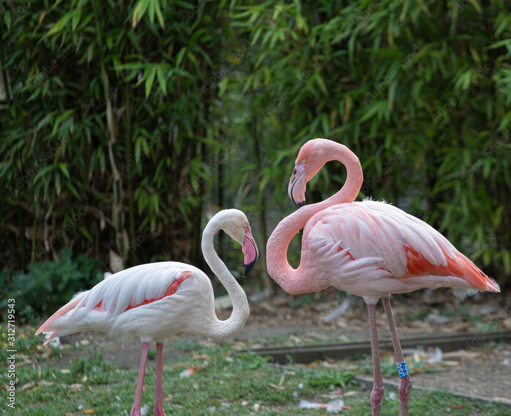 Fototapeta premium Two flamingos