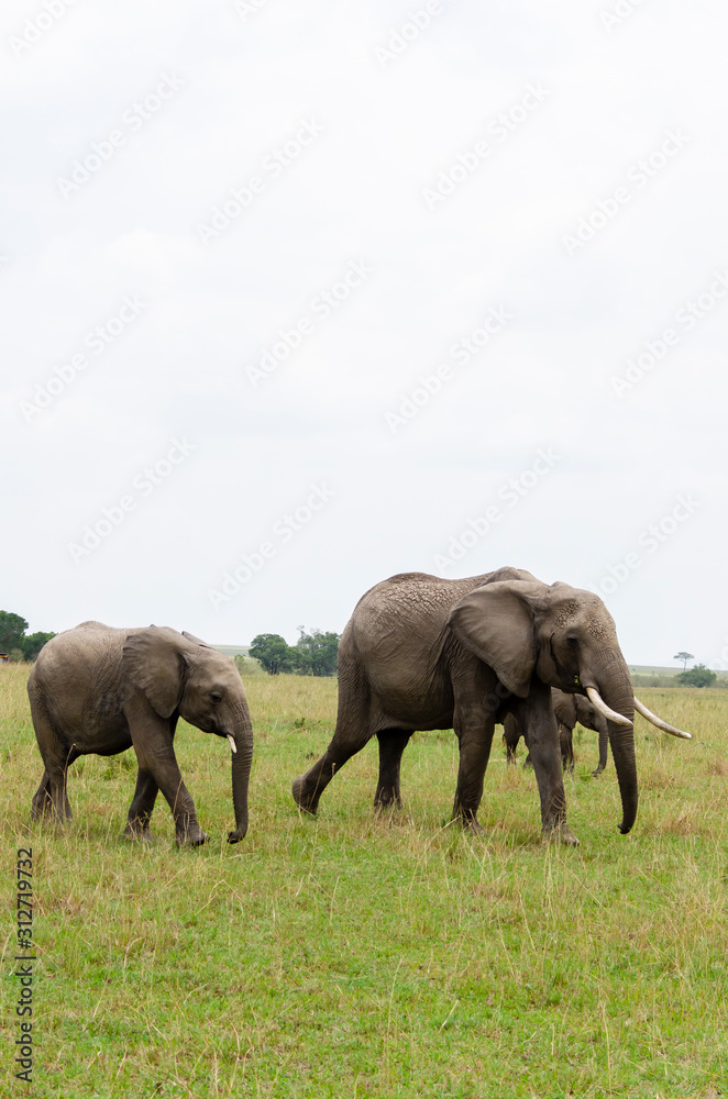 A herd of Elephants grazing in the grasslands of Masai Mara National Reserve during a wildlife safari