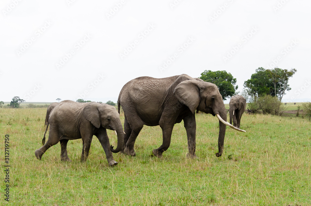 Fototapeta premium A herd of Elephants grazing in the grasslands of Masai Mara National Reserve during a wildlife safari