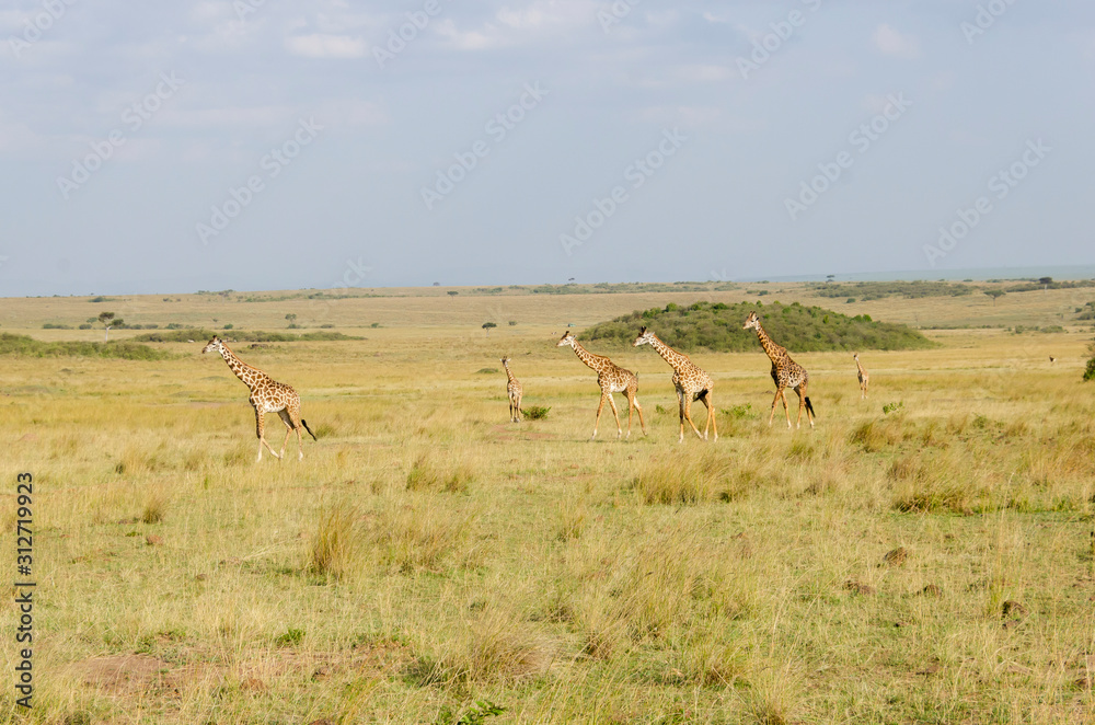 Fototapeta premium A herd of Giraffes walking in the plains of Africa during a wildlife safari inside Masai Mara National Reserve