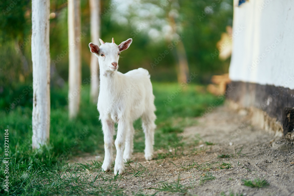 goat on green grass