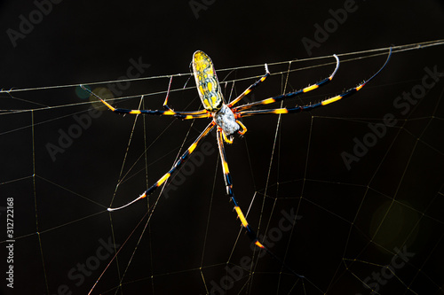 Beautiful close-up of Nephila clavata spider known in Japan as Joro gumo isolated on black background with flare. Horizontal shot. photo