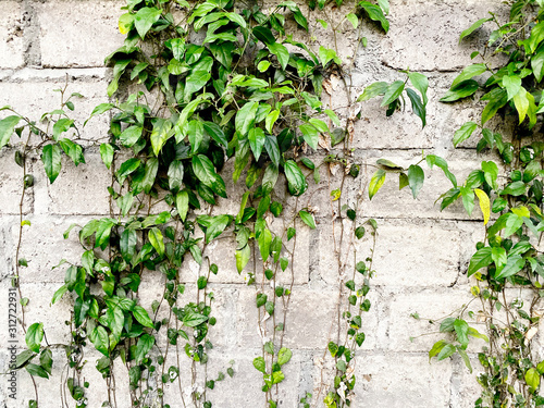 Texture of White Brick wall and Green Leaves
