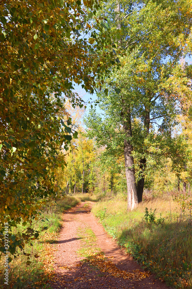 Fototapeta premium Autumn landscape in forest