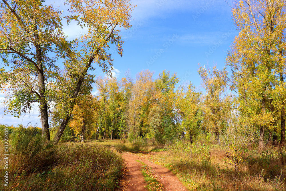 Autumn landscape in forest