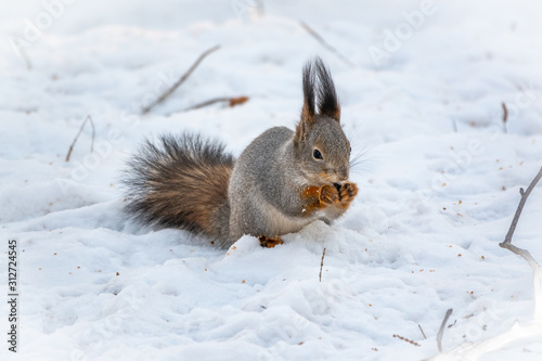 The squirrel sits on white snow with nut
