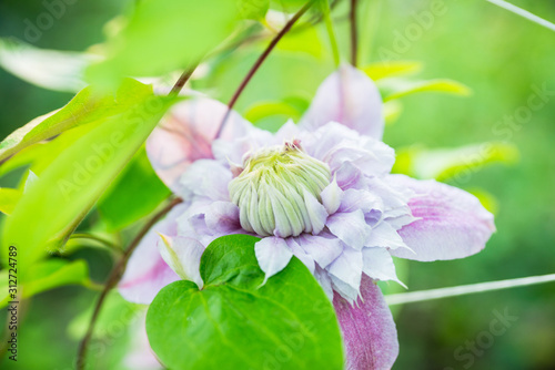 Blooming clematis in the garden. Selective focus. Shallow depth of field.