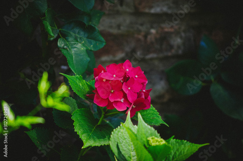 pink rose in garden